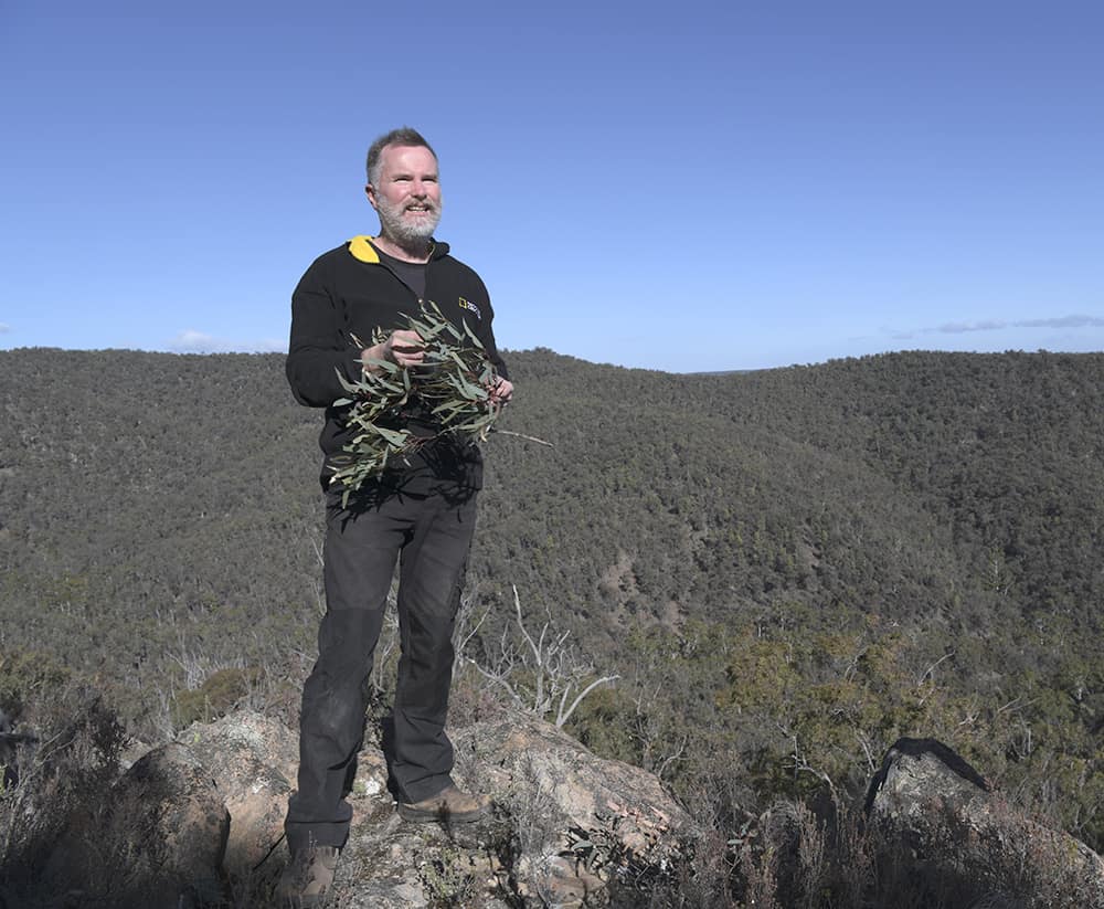 James Fitzgerald holding gum leaves standing on a rock with trees behind him