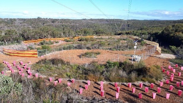 Koala habitat restoration at Spion Kop within Heathcote National Park