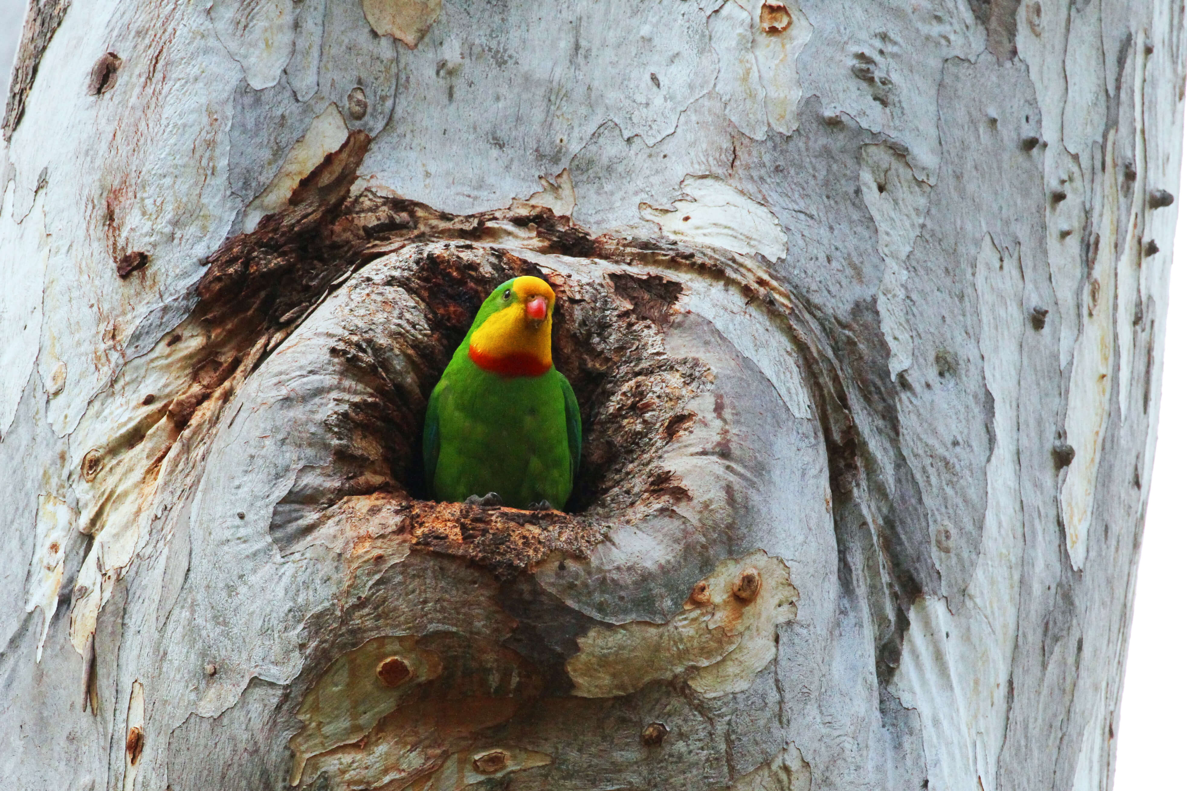 Colourful parrot nested snugly in small tree hollow