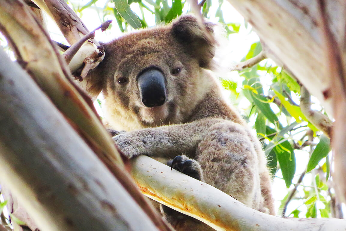 Koala (Phascolarctos cinereus) in tree facing camera