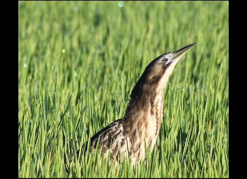 Australasian bittern (Botaurus poiciloptilus) in rice field