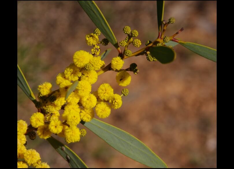 Mallee golden wattle (Acacia notabilis) endangered species