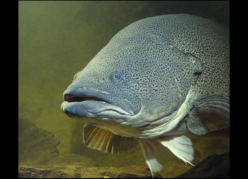 A murray cod (Maccullochella peelii) in cloudy water