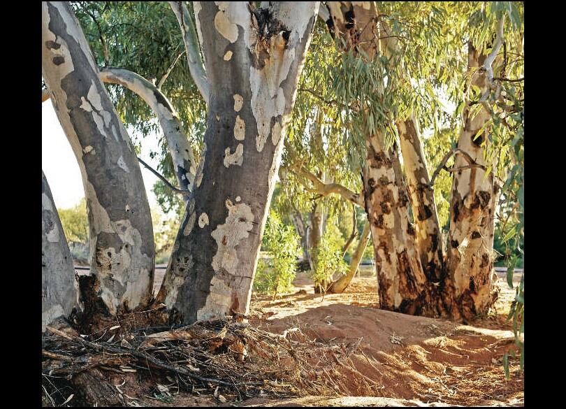 River red gums (Eucalyptus camaldulensis)