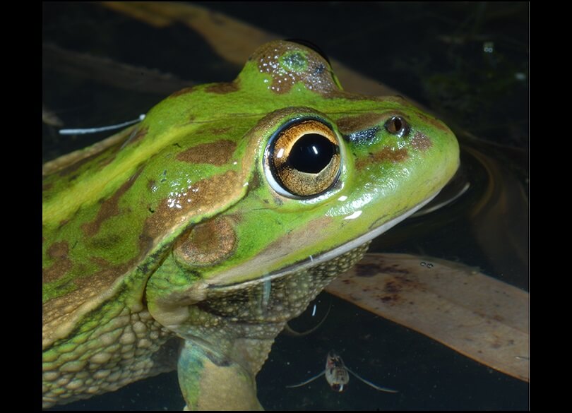 Southern Bell Frog (Litoria raniformis)