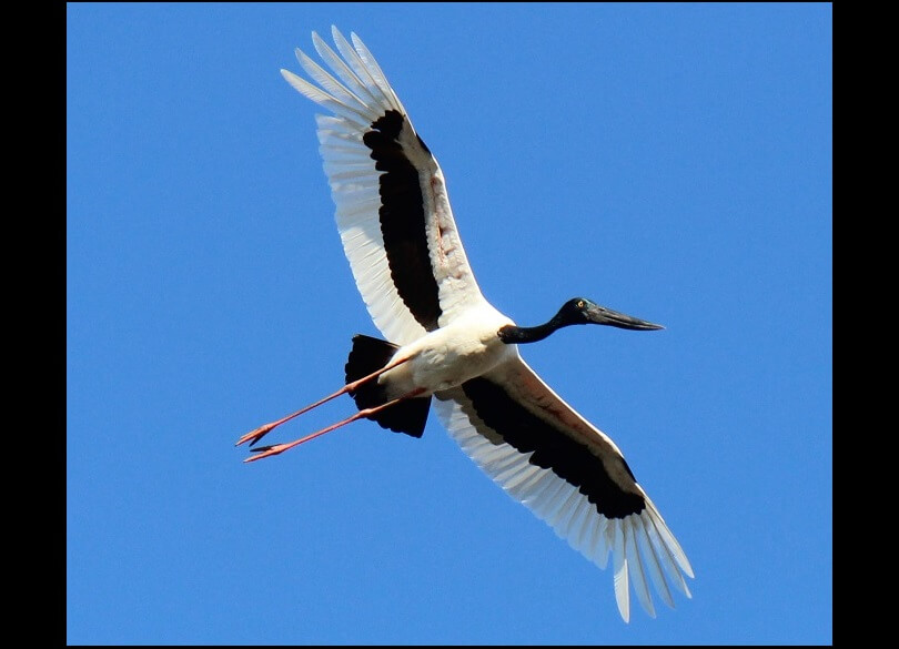 A black-necked stork (Ephippiorhynchus asiaticus) flies against a blue sky