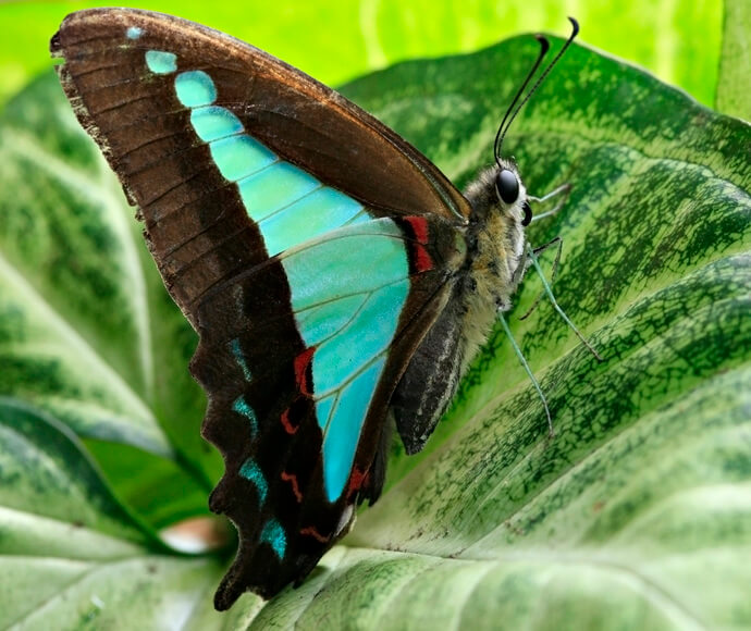 A black butterfly with a magnificent blue triangle on its wings