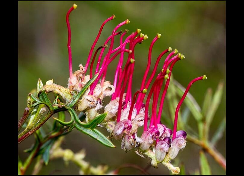 Bog grevillea (Grevillea acanthifolia subsp. stenomera) is a rare plant 