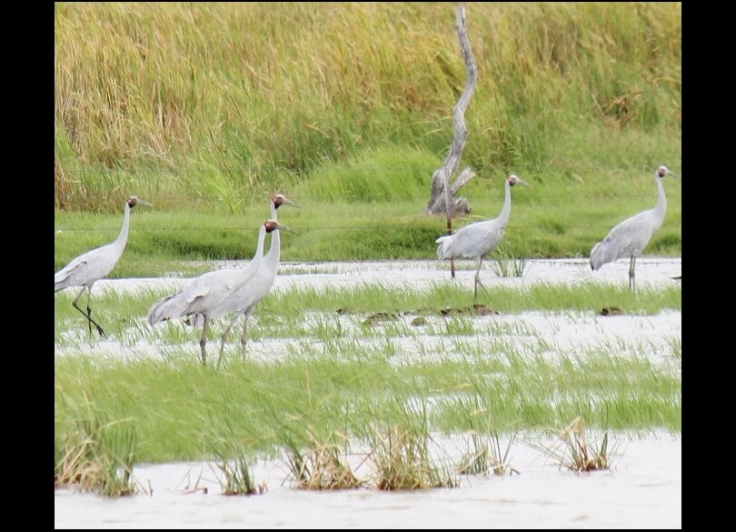 Brolga (Grus rubicunda) wade through a shallow marsh