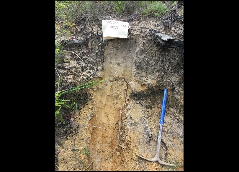 Soil profile, Brown-Orthic Tenesol, near Kremnos, South of Grafton NSW