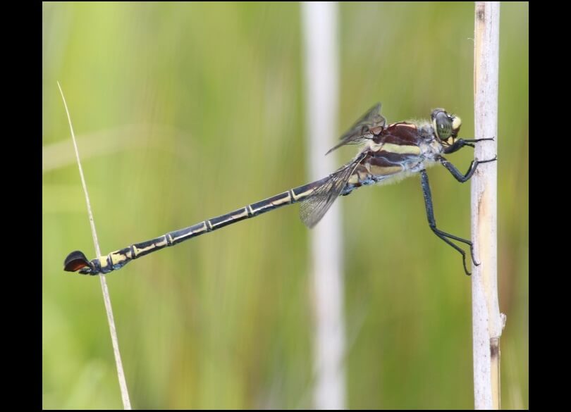 Coastal Petaltail (Petalura litorea) dragonfly at Bongil Bongil National Park.