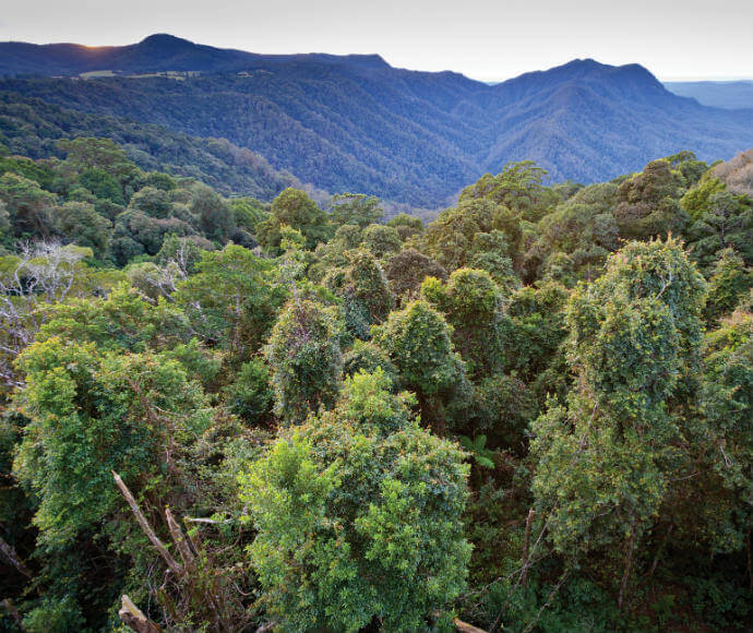 A panoramic view of a dense forest with a variety of trees in the foreground, leading to rolling hills and mountains in the background under a clear sky at dusk.