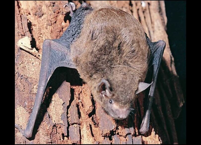 Eastern cave bats (Vespadelus troughtoni) ona  cave roof