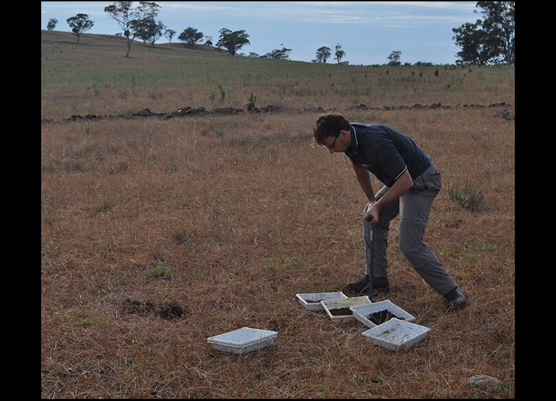 Soil scientist using an auger to collect soil samples