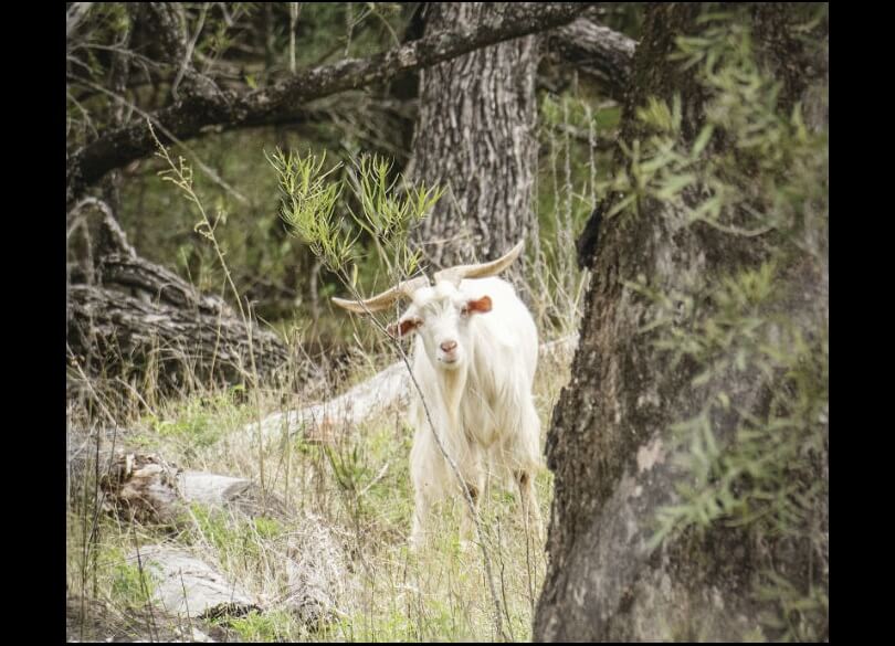 Feral goat standing in a forest.