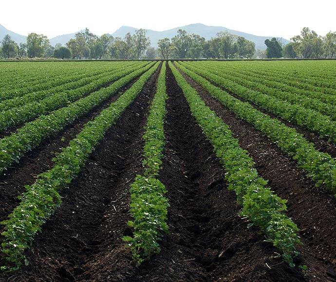 A view of black soil on level alluvial plains.