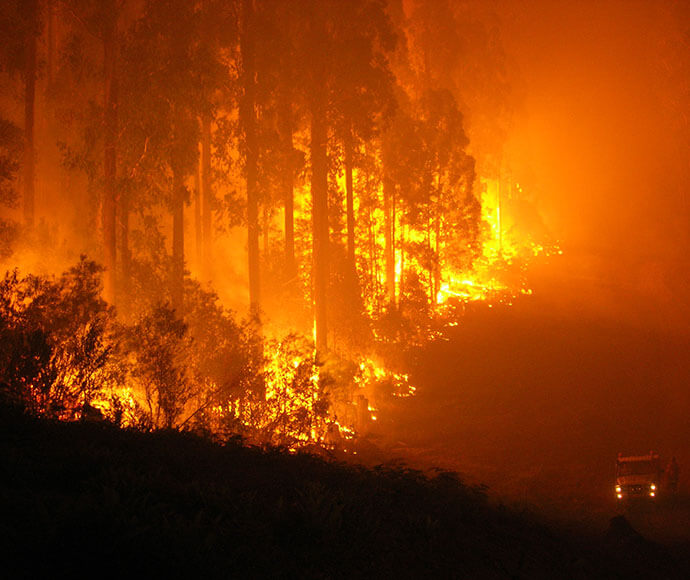 Trees engulfed in tall flames from a bushfire.