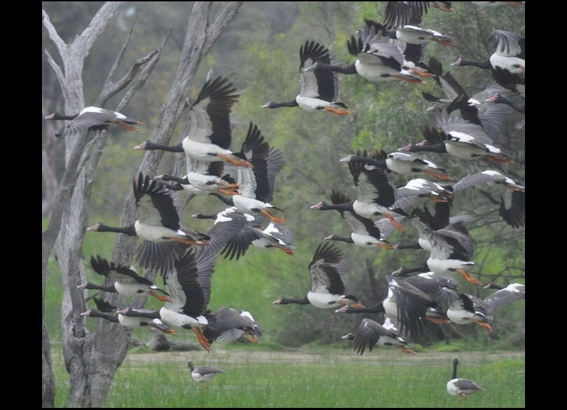 Magpie geese (Anseranas semipalmata) take flight