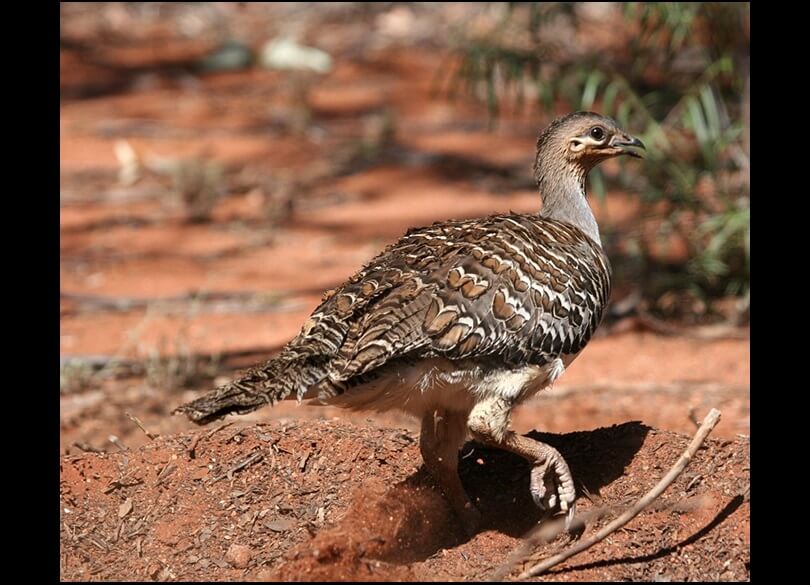 A Malleefowl (Leipoa ocellata) scratches in red dirt