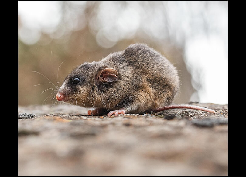 A Mountain pygmy-possum (Burramys parvus) rests on the ground