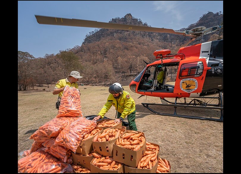 NPWS staff preparing to load carrots into a helicopter for dropping to wildlife.