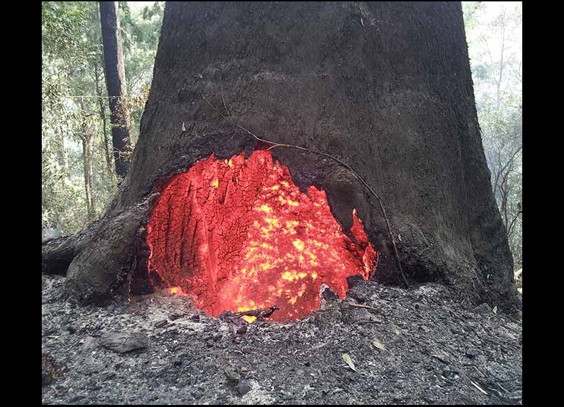 Hot tree and ash blackened tree trunk still burning after fire has gone through New England National Park