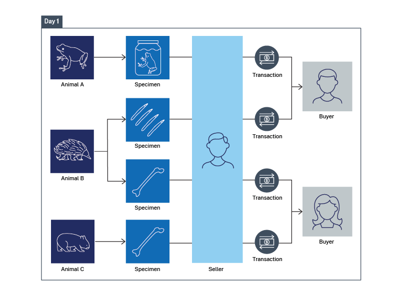 An infographic showing four animal specimens being sold in four transactions.
