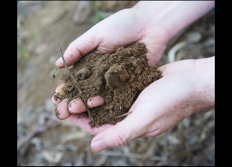 Two hand hold a mound of dark soil