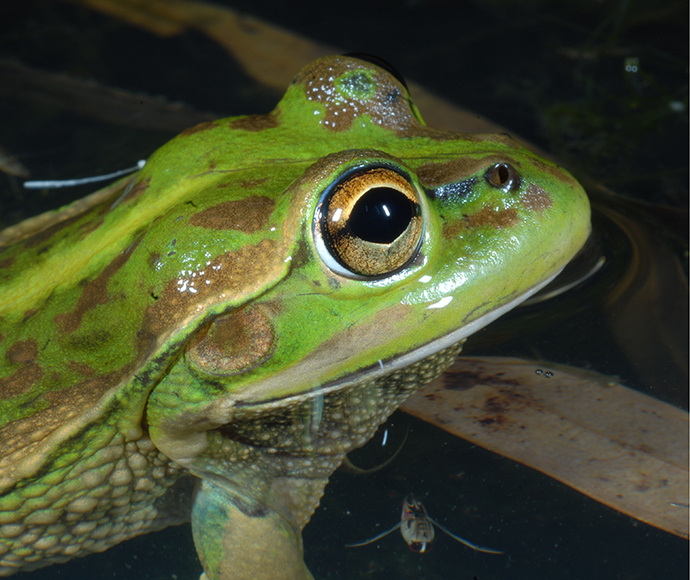 A beautiful vibrant green frog with brown markings