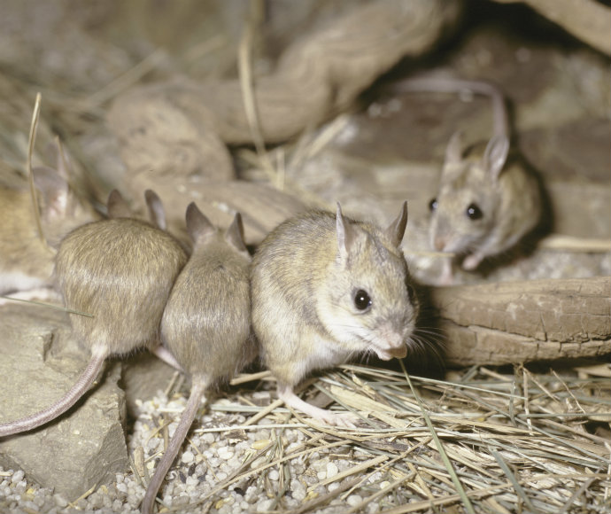 Tiny brown native mice in a nest