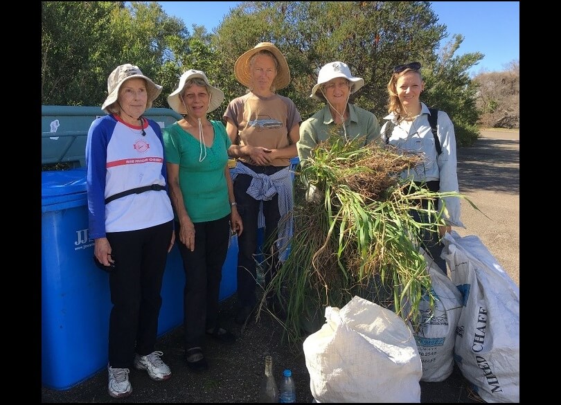 Bush regeneration volunteers at North Head with their removed weeds, including Paspalum, Solanum nigrum (blackberry), Phytolacca octandra (inkweed), Ageratum houstonianum (blue billy goat weed) and an exotic Sonchus species (sowthistle).