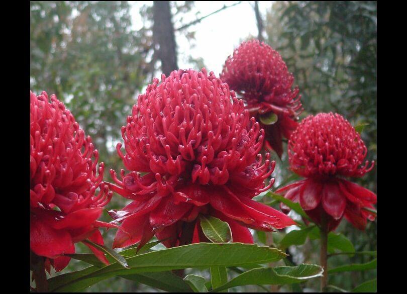 Four vibrant red Waratah flowers with numerous small, tubular petals.