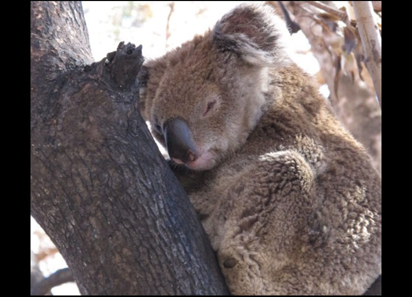 Koala asleep in the fork of a tree, 