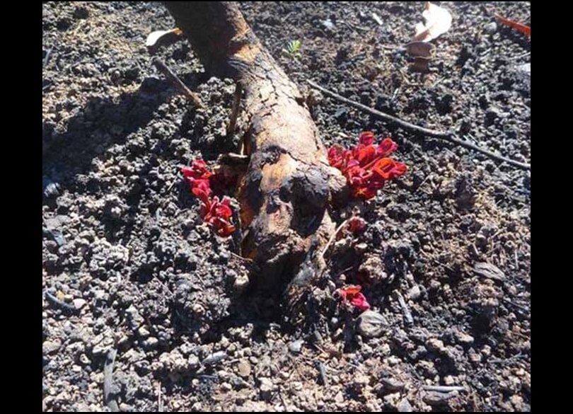 Native plants recovering from wildfire Warrumbungle National Park