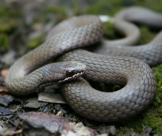 A dark grey or black snake with a white line along its lip