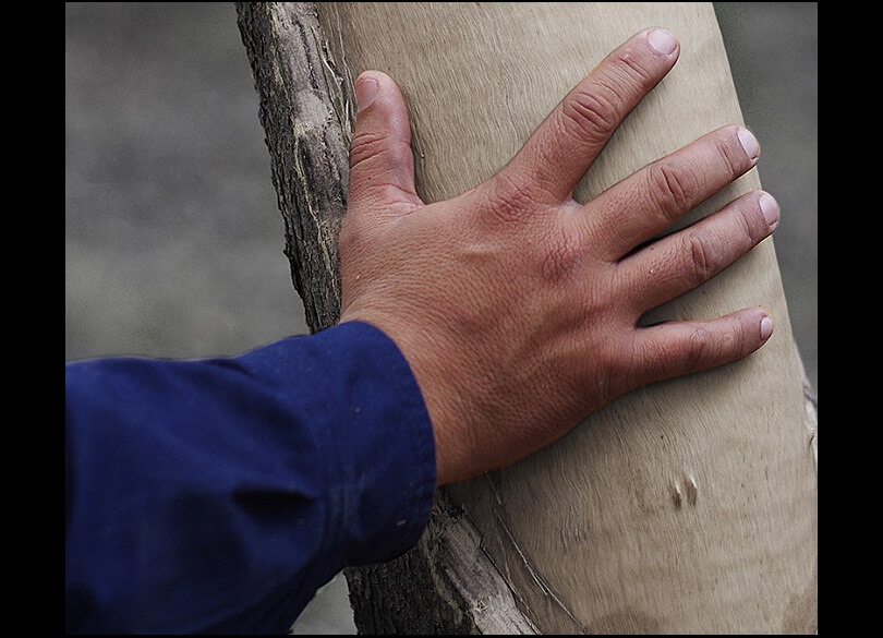Claude McDermott rests a hand on a tree following cutting for a coolamon, in the Willows Indigenous Protected Area near Glen Innes, Ngoorabul Country.