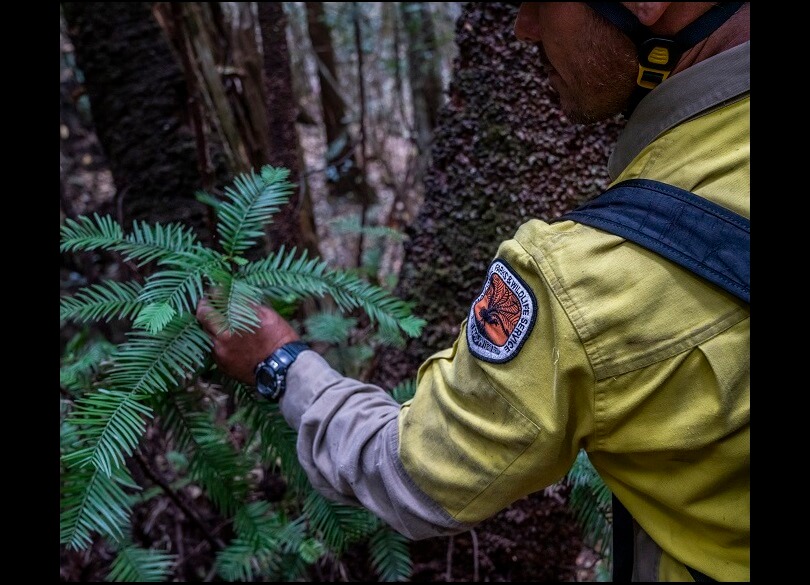 National Parks and Wildlife Service staff member examines Wollemi pine