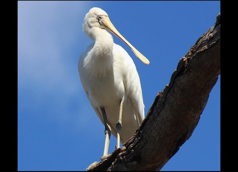 Yellow-billed spoonbill (Platalea flavipes) stands on a branch