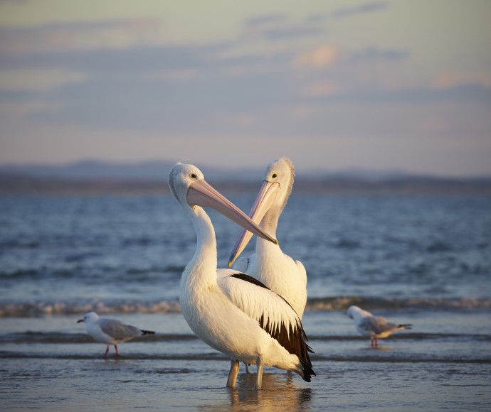 Australian pelican Pelecanus conspicillatus, Woody Head Camping, Bundjalung NP Nature Nomads