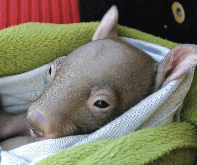 Bare-nosed wombat (Vombatus ursinus) 