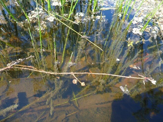 Biofilm on water plants