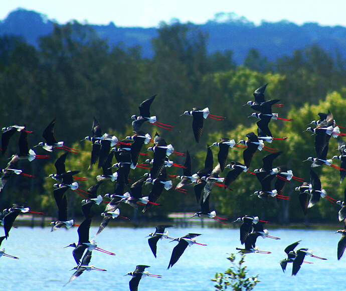 Black winged stilts (Himantopus himantopus) flying over a rehabilitated wetland near Ballina, NSW