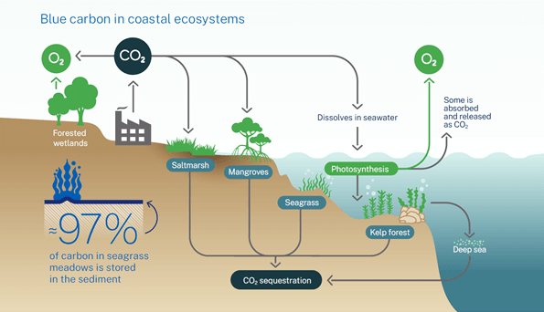 Chart showing the flow of carbon dioxide through coastal ecosystems like mangroves, salt marsh and kelp forests, where it's then stored in sediment beneath seagrass or released as oxygen.