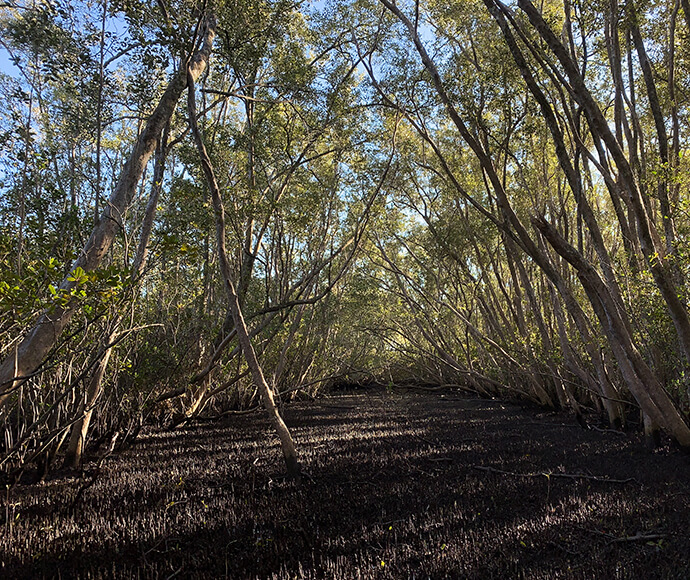 Mangroves at DPI Duck Creek Research Station