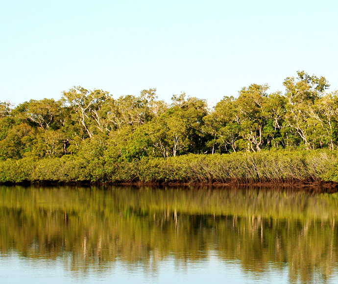 Mangroves within Emigrant Creek