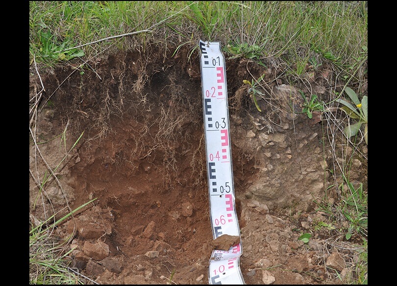 A depth gauge rests on a vertical sample of brown tenosol soil on an embankment.