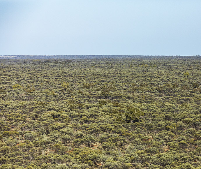 Dense shrubbery and low-lying vegetation covering a flat landscape under a clear sky