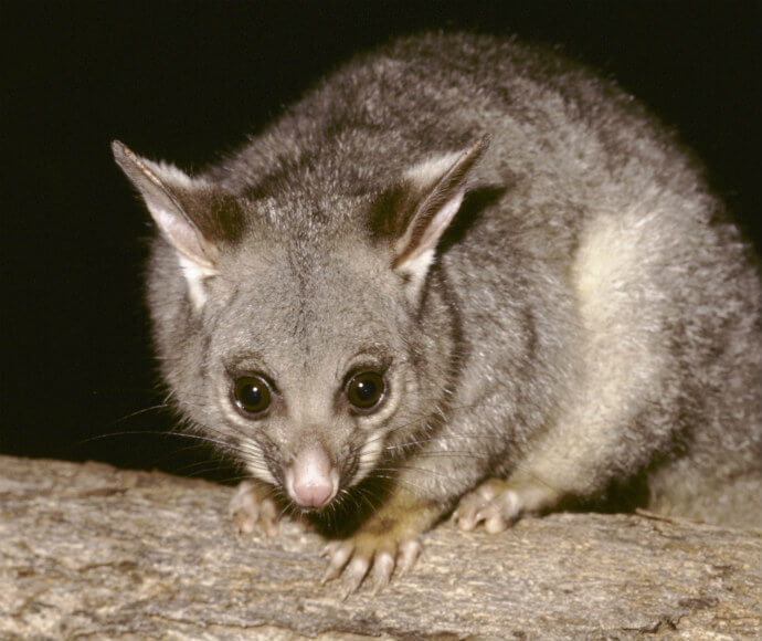 Brush-tailed possum (Trichosurus vulpecula)