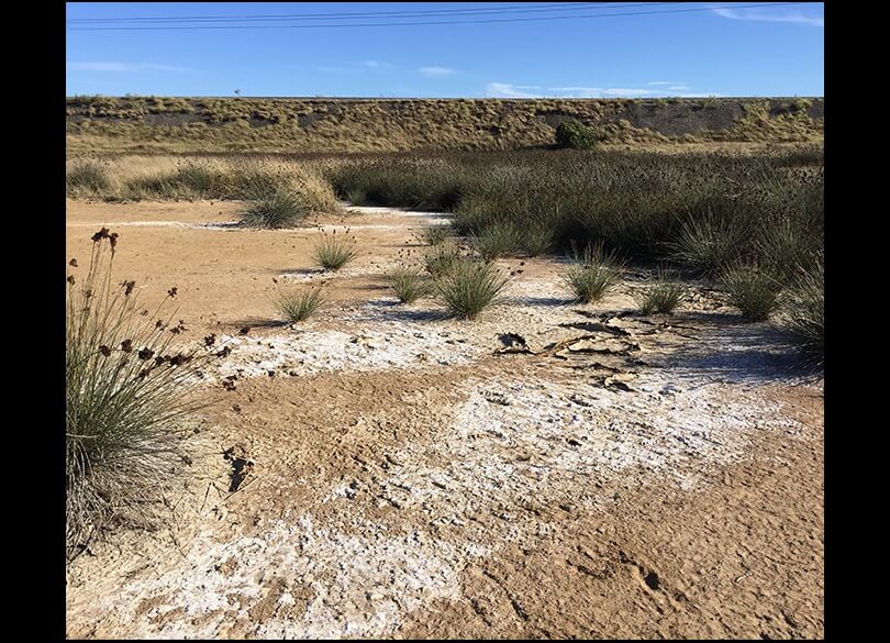 Pale salt patches on the surface indicate dryland salinity at Liddell, NSW.