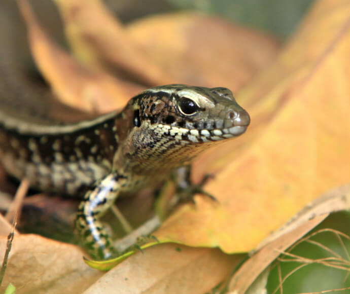 Eastern water skink (Eulamprus quoyii)